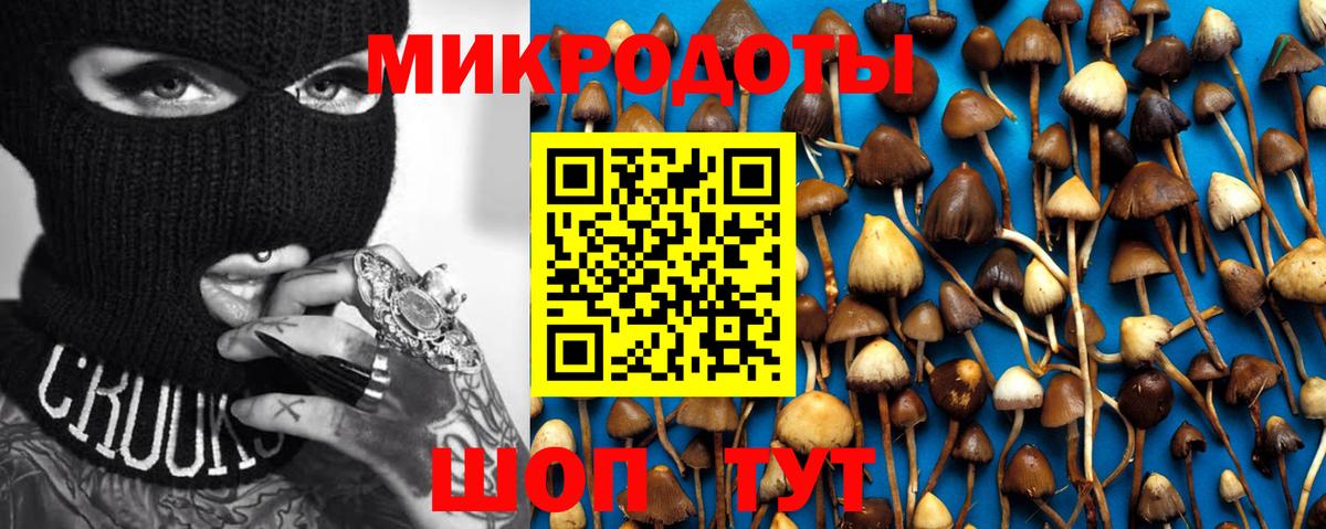 Галлюциногенные грибы Psilocybine cubensis Осинники